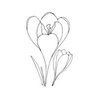Set of crocuses in hand drawn style on an isolated white background. vector