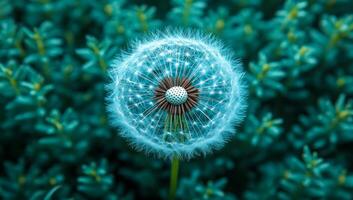 A blue flower with a white center is surrounded by green leaves. The flower is the main focus of the image, and it is glowing in the blue background photo