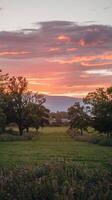 A field with trees and grass photo