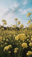 A field of yellow flowers with blue sky in the background photo