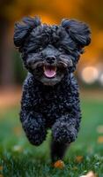 A black poodle is running in a grassy field. The dog is happy and excited, with its tongue out and its eyes wide open photo