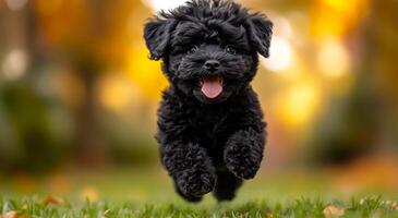 A black dog is running on a grassy field. The dog is happy and excited, with its tongue hanging out. The scene is lively and energetic, with the dog's joyful expression and the bright green grass photo