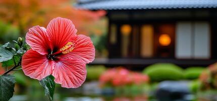 A beautiful red flower with dew drops on it is standing in front of a house. The image has a calm and tranquil atmosphere, as the flower is the main focus and the house is in the background photo