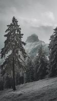 A black and white photo of a mountain with trees
