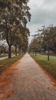 A path in a park with trees and grass photo