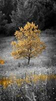 A black and white photo of a tree in a field