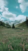 A field with flowers and mountains in the background photo