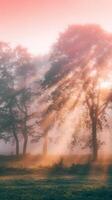 Sunbeams shine through trees in a foggy field photo