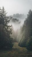 A foggy forest with trees and rocks photo