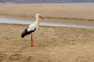 White stork on sand near river photo