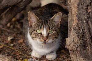 Portrait of homeless cat with eye conjunctivitis looking at camera photo