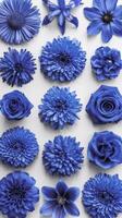 Big collection of various blue head flowers aster iris clematis chrysanthemum rose dahlia lily isolated on a white background flat lay top view photo