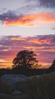 A tree is silhouetted against a colorful sunset photo