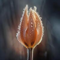Close-up of a tulip with water droplets photo