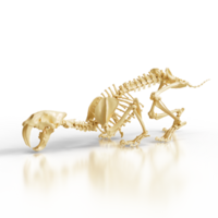 Dramatic Lighting Sabretooth Skeleton png