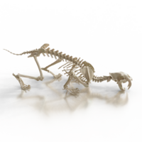 Sabretooth Fossil in Museum Display png