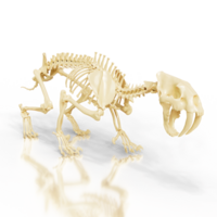 Sabretooth fossil Structure png