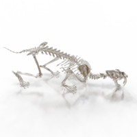Sabretooth Skeleton Side View Render png