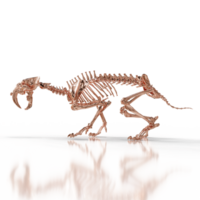 Sabretooth Fossil Remains png