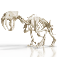 Sabretooth Fossilized Predator png