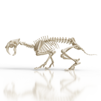 Sabretooth Fossil Display png