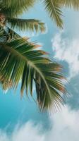 Palm trees against a blue sky photo