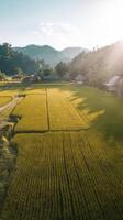 An aerial view of a rice field with a house in the foreground photo
