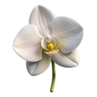 dramatic rustic stunning artistic A single, perfect white orchid, delicate petals, soft lighting, botanical illustration professional 4K png