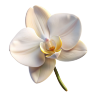 wonderful minimalist extraordinary classic A single, perfect white orchid, delicate petals, soft lighting, botanical illustration genuine high quality png
