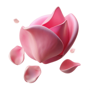 elegante vintage vibrante clássico uma solteiro rosa pétala queda através a ar, suave Rosa matizes, lento movimento, romântico fotografia autêntico 4k png