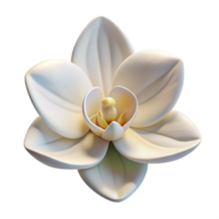 elegant minimalist extraordinary modern A single blooming white orchid, soft diffused light, intricate details, botanical illustration style, 4K genuine png