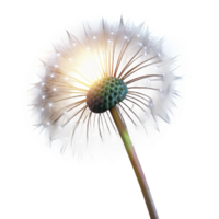 serene modern extraordinary vintage A close-up of a single dandelion seedhead, delicately lit from behind, with ethereal, dreamlike lighting, in a macro photography style original 4K png