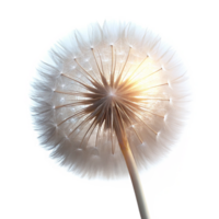 wonderful abstract serene minimalist A close-up of a single dandelion seedhead, delicately lit from behind, with ethereal, dreamlike lighting, in a macro photography style detailed exclusive png
