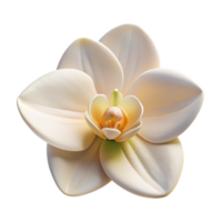 vibrant contemporary dramatic minimalist A single, perfect white orchid blossom, delicate and intricate, soft lighting, botanical illustration style, 4K high resolution png