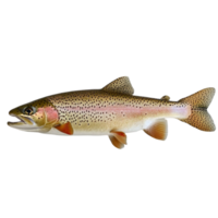 ly caught fish with shimmering scales and a natural look png