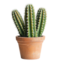 Small potted green cactus with sharp spines and a base png
