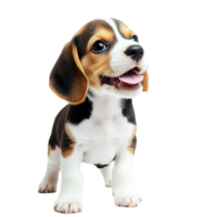 Cute beagle puppy with floppy ears and a playful happy expression png