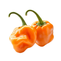 Two orange habanero peppers with green stems attached png