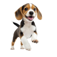 Happy beagle puppy with floppy ears and a wagging tail standing on a white png