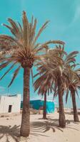 Palm trees in the desert photo