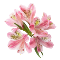 Alstroemeria Flower White Background on transparent background. png