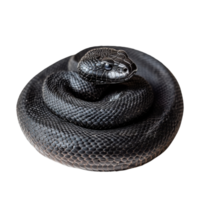 Black Snake Coiled on White on transparent background. png