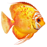 Discus Fish White Background on transparent background. png