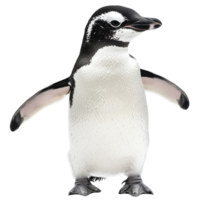 Penguin on White Background on transparent background. png