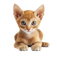 Javanese Cat on White on transparent background. png