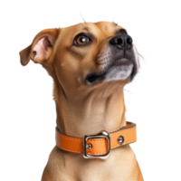 Stylish Orange Dog Collar Bone Clasp on transparent background. png