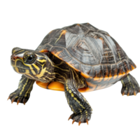 Sea Turtle on White Background on transparent background. png