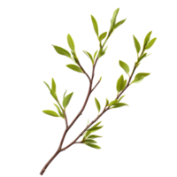 Graceful Weeping Willow Tree on transparent background. png