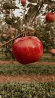 A red apple hanging from a tree in an orchard photo