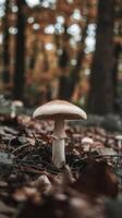 A mushroom is standing in the middle of a forest photo